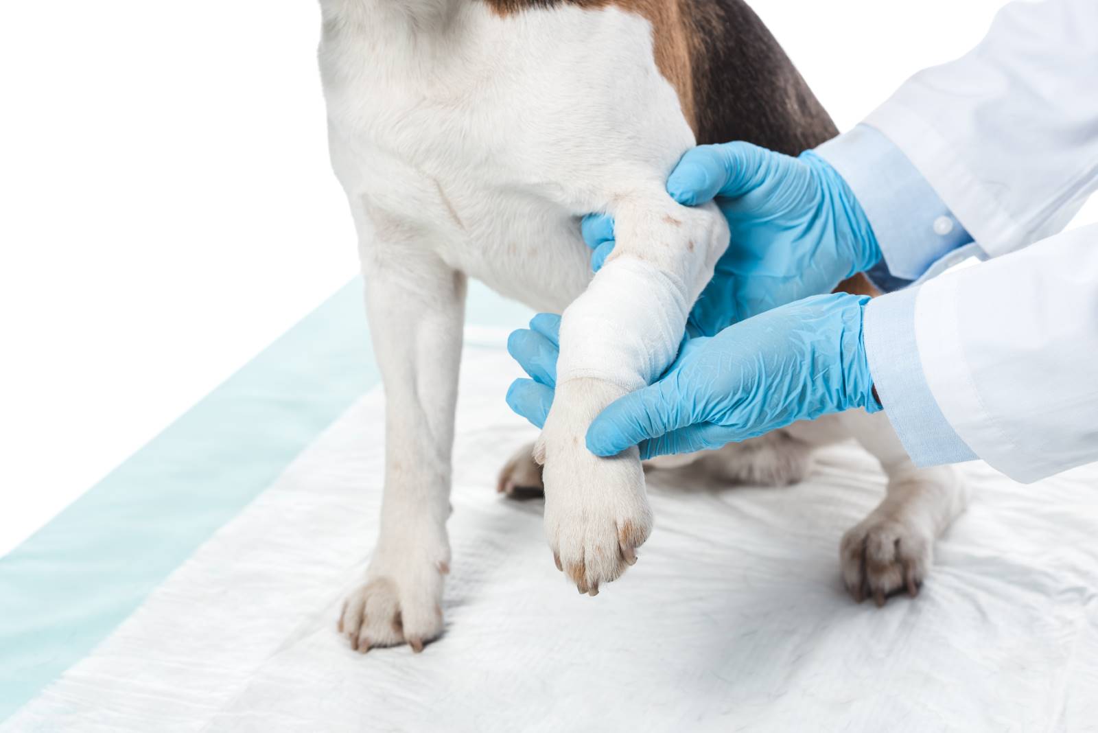 hund_bandage